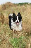 BORDER COLLIE 268